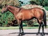 stallion Loup Solitaire xx (Thoroughbred, 1993, from Lear Fan xx)