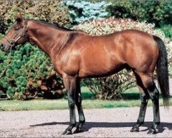 stallion Loup Solitaire xx (Thoroughbred, 1993, from Lear Fan xx)