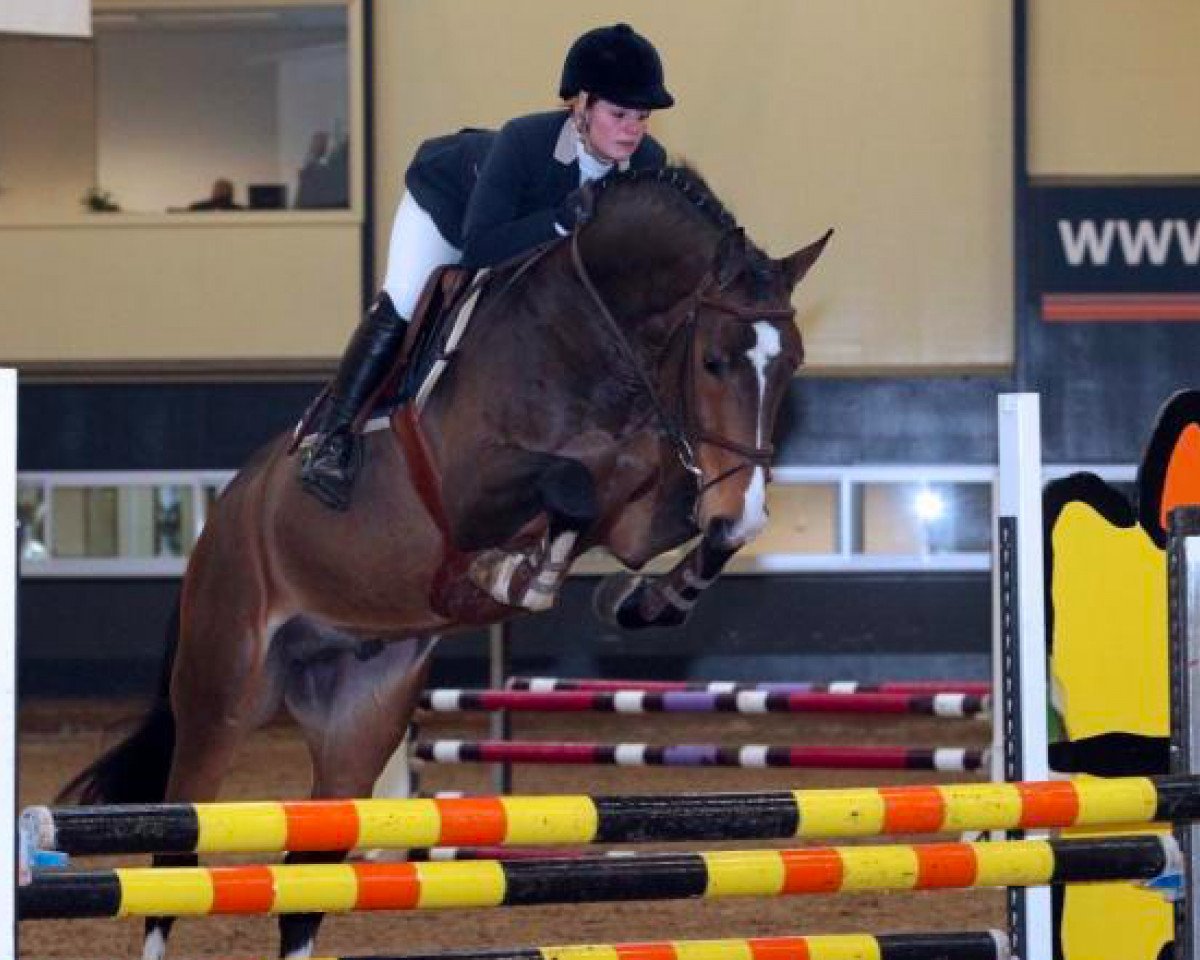 stallion Bolero (KWPN (Royal Dutch Sporthorse), 2006, from VDL Harley)