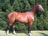 broodmare Si Belle Fromecs (Oldenburg, 2006, from Baloubet du Rouet)