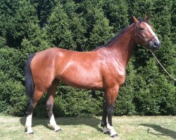 broodmare Si Belle Fromecs (Oldenburg, 2006, from Baloubet du Rouet)