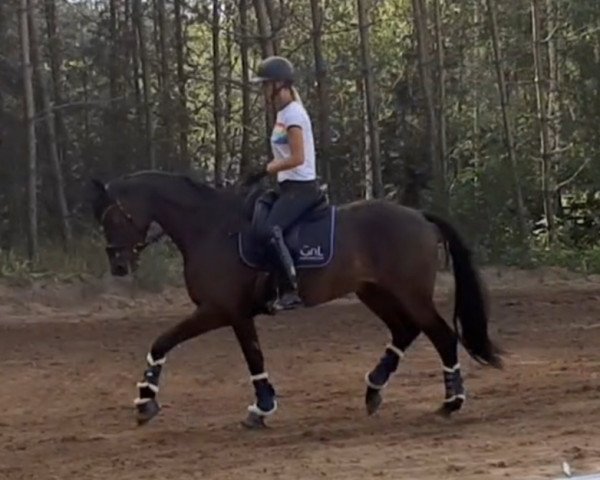 dressage horse Majestic (German Sport Horse, 2017, from Morricone)