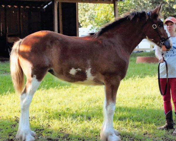 horse Third Times A Charm (Clydesdale, 2020, from Armageddon's Lord Lazarus)