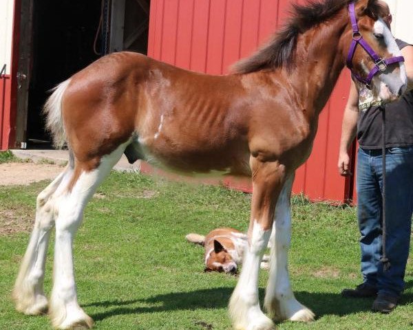 horse Brookside Lightning Flash II (Clydesdale, 2018, from Irish Thunder's Celtic Dawson)