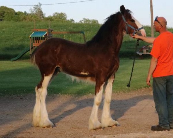 horse Brookside Rayden Tempest (Clydesdale, 2020, from Tablerock's Cracker Jack)