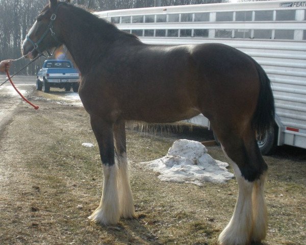 Zuchtstute Wyndale Lady (Clydesdale, 2010, von Cal-Eden B.C. Major)