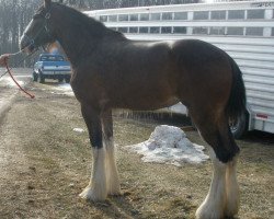 Zuchtstute Wyndale Lady (Clydesdale, 2010, von Cal-Eden B.C. Major)