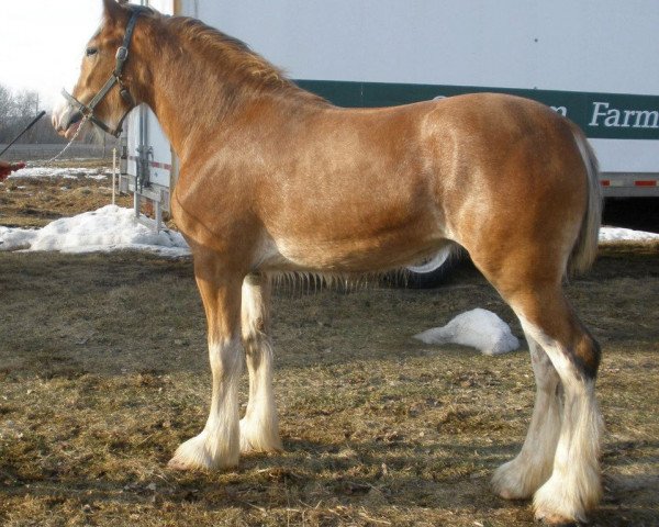 broodmare Wyndale Tinkerbelle (Clydesdale, 2011, from Cal-Eden B.C. Major)