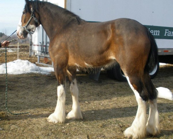 horse Wyndale Valentina (Clydesdale, 2008, from Cal-Eden B.C. Major)