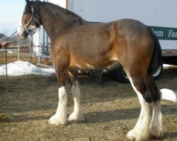 Pferd Wyndale Valentina (Clydesdale, 2008, von Cal-Eden B.C. Major)