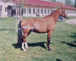 broodmare Altbayerns Jenny (German Riding Pony, 1998, from Were Di's Aron)