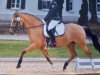 broodmare Schöntals Donna Primera (German Riding Pony, 2005, from FS Don't Worry)