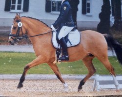 broodmare Schöntals Donna Primera (German Riding Pony, 2005, from FS Don't Worry)