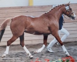 Zuchtstute Celine (Deutsches Reitpony, 2006, von Giglbergs Outsider)