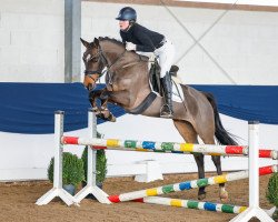 dressage horse Haily (German Riding Pony, 2017, from Dance Star AT)