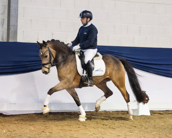 dressage horse Stute von Dating AT NRW / Top Champy (German Riding Pony, 2020, from Dating At NRW)