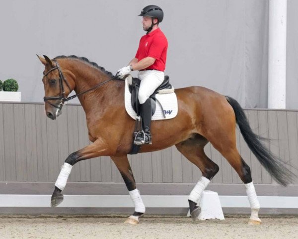 dressage horse Felix 2333 (Westphalian, 2018, from Fashion Maker)