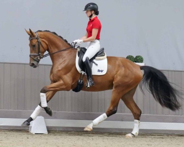 Dressurpferd Venania (Deutsches Sportpferd, 2020, von Venano)