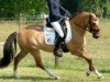 dressage horse Schöntals Davidoff (German Riding Pony, 2009, from Kelts De Luxe)