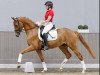 dressage horse Sir Dono di natura (Oldenburg, 2019, from Santo Domingo)