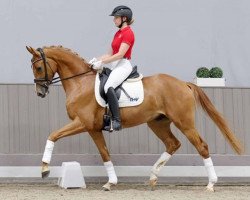 dressage horse Sir Dono di natura (Oldenburg, 2019, from Santo Domingo)