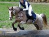 broodmare Schönweil’s Jasmin (German Riding Pony, 1995, from Dempsy Denny S)