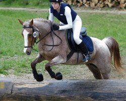 broodmare Schönweil’s Jasmin (German Riding Pony, 1995, from Dempsy Denny S)