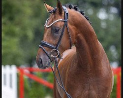 dressage horse Verano Gold (Oldenburg, 2020, from Viva Gold OLD)