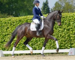 dressage horse Fritzi 180 (Westphalian, 2019, from Finest Selection OLD)