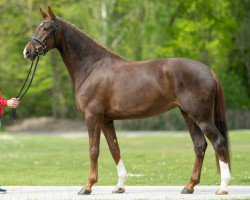 dressage horse Amarena (Westphalian, 2018, from Asgard's Ibiza)