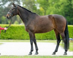 dressage horse Rosi's Valentine Gv (Westphalian, 2017, from Rosandro)