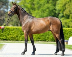 dressage horse Franz Forever (Westphalian, 2018, from Franziskus FRH)