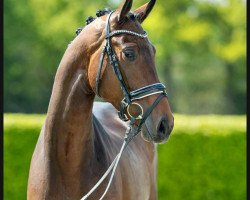 dressage horse Hengst von Zoom / L' Espoir (Westphalian, 2019, from Zoom)