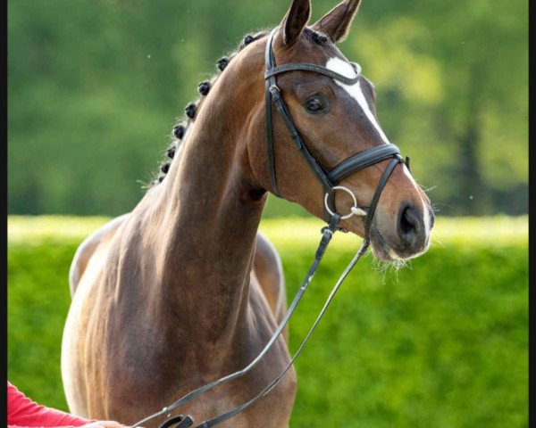 dressage horse Best Buddy (Westphalian, 2018, from Bonard de Charry)
