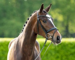 dressage horse Brighton Rock 3 (Westphalian, 2018, from Bonard de Charry)