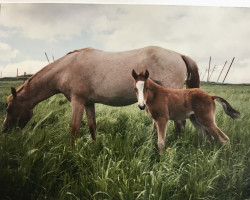 broodmare Joy's Pepita (German Riding Pony, 1994, from De Merel´s Demis)