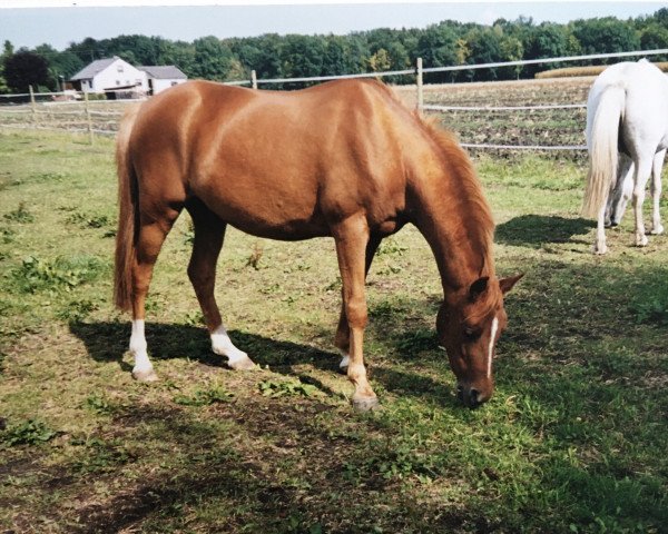 horse De Merel‘s Alesco (Dutch Pony, 1994, from Vita Nova's Celesto)