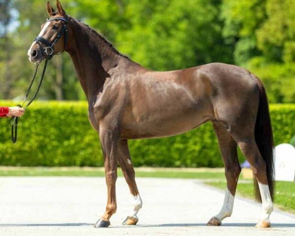 dressage horse Belaja (Westphalian, 2017, from Borsalino)