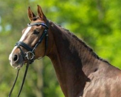 dressage horse Belaja (Westphalian, 2017, from Borsalino)