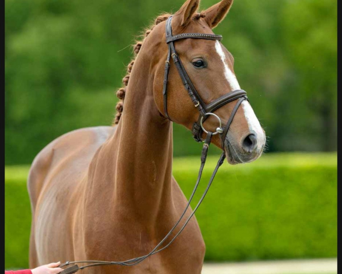 dressage horse Zig Zack (Westphalian, 2018, from Zoom 8)