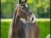 dressage horse Savina 6 (Westphalian, 2017, from Sir Heinrich OLD)