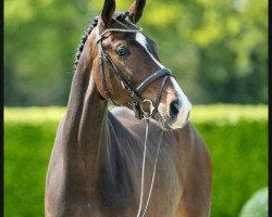 dressage horse Savina 6 (Westphalian, 2017, from Sir Heinrich OLD)