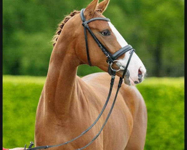 dressage horse Baresca (Westphalian, 2019, from Callaho's Benicio)