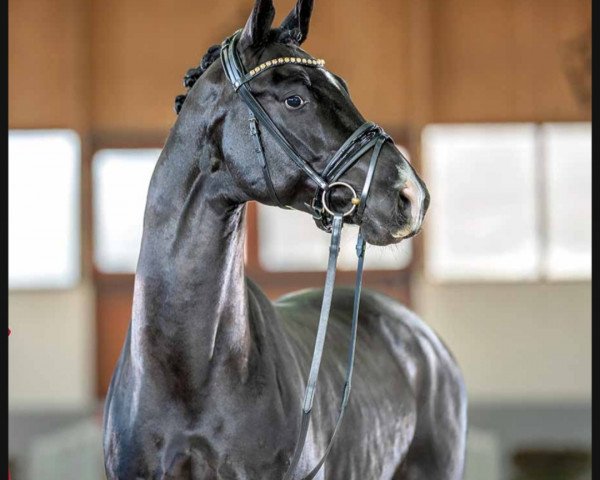 dressage horse Dark Diamond P (Hanoverian, 2019, from Blue Hors Dreamline)
