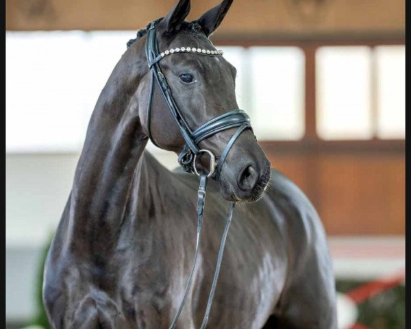 dressage horse Dark Surprise (Rhinelander, 2018, from Don Martillo)