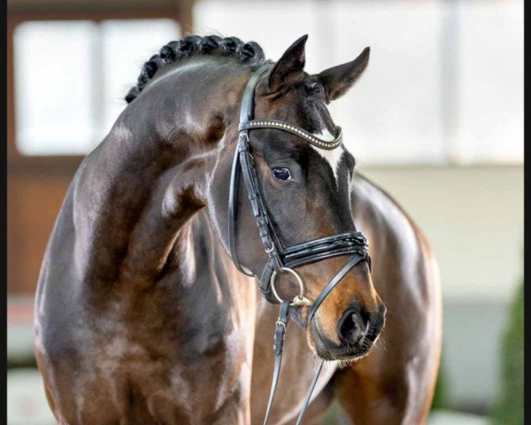 dressage horse Feel the Rhythm (Westphalian, 2020, from Fashion In Black NRW)