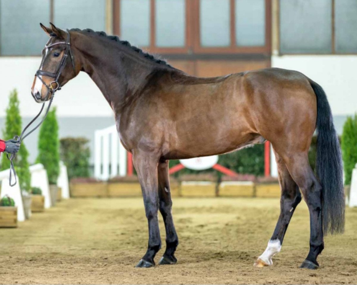 dressage horse Just Dance C (Oldenburg, 2019, from Jovian)
