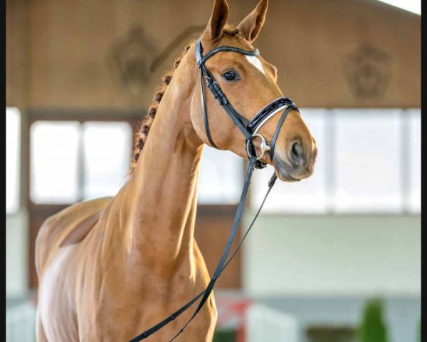 dressage horse Madeira (Westphalian, 2019, from Maracana)