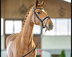 dressage horse Madeira (Westphalian, 2019, from Maracana)