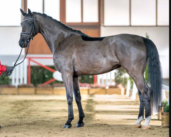 dressage horse Don Destino (Rhinelander, 2018, from Don Martillo)